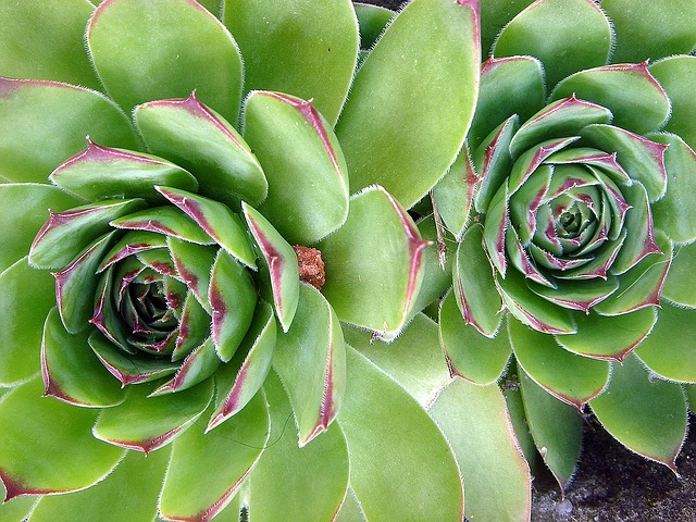 skalnička.jpg